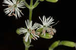 Blue ridge catchfly